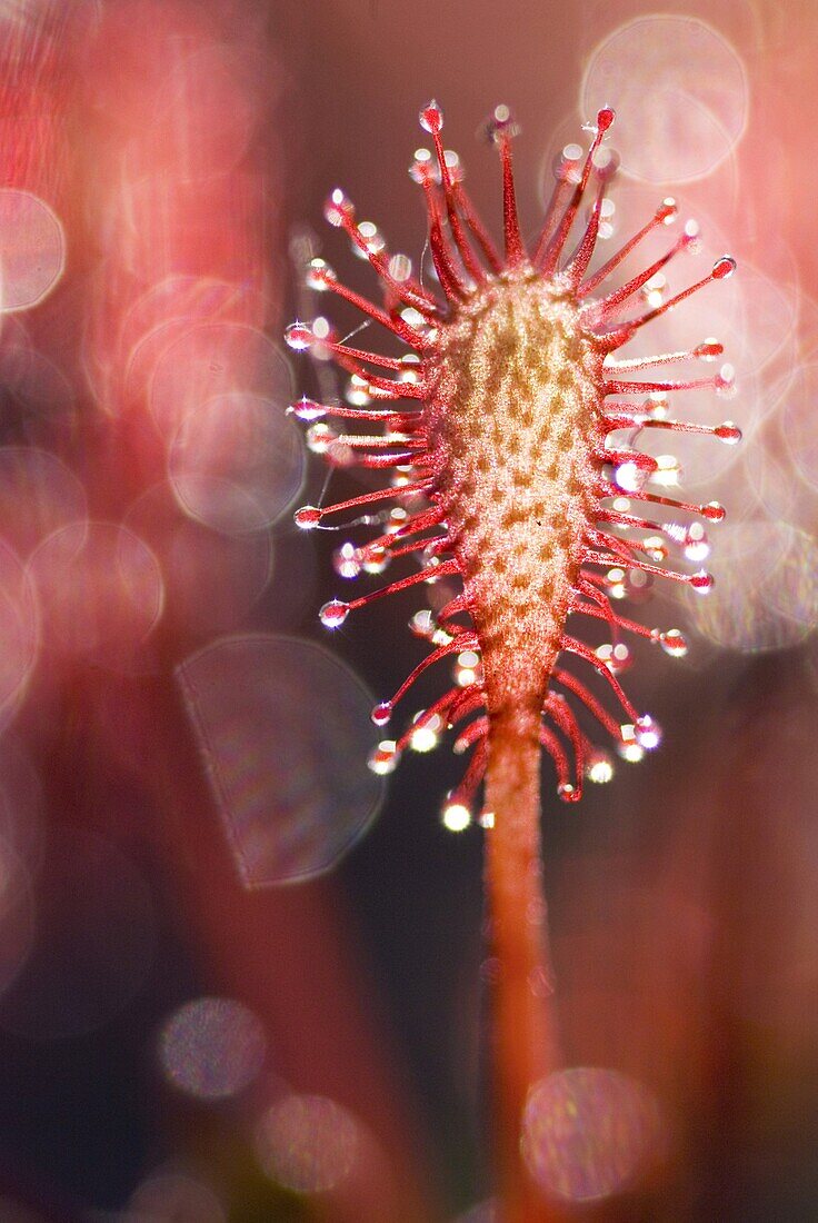 Oblong-leaved Sundew (Drosera intermedia), Buurse, Netherlands