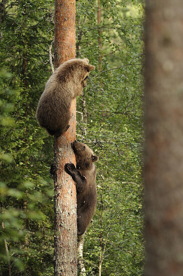 Brown Bear (Ursus arctos) pair of cubs fleeing from adult male, Pirttivaara, Finland