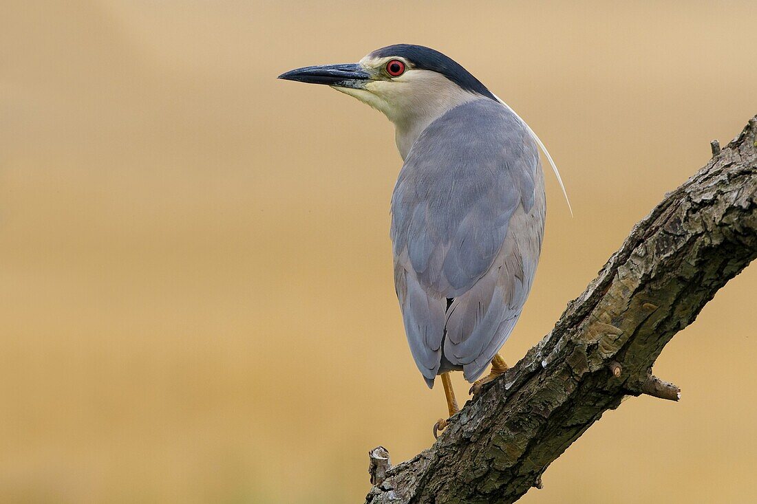 Black-crowned Night Heron (Nycticorax nycticorax), Florence, Italy