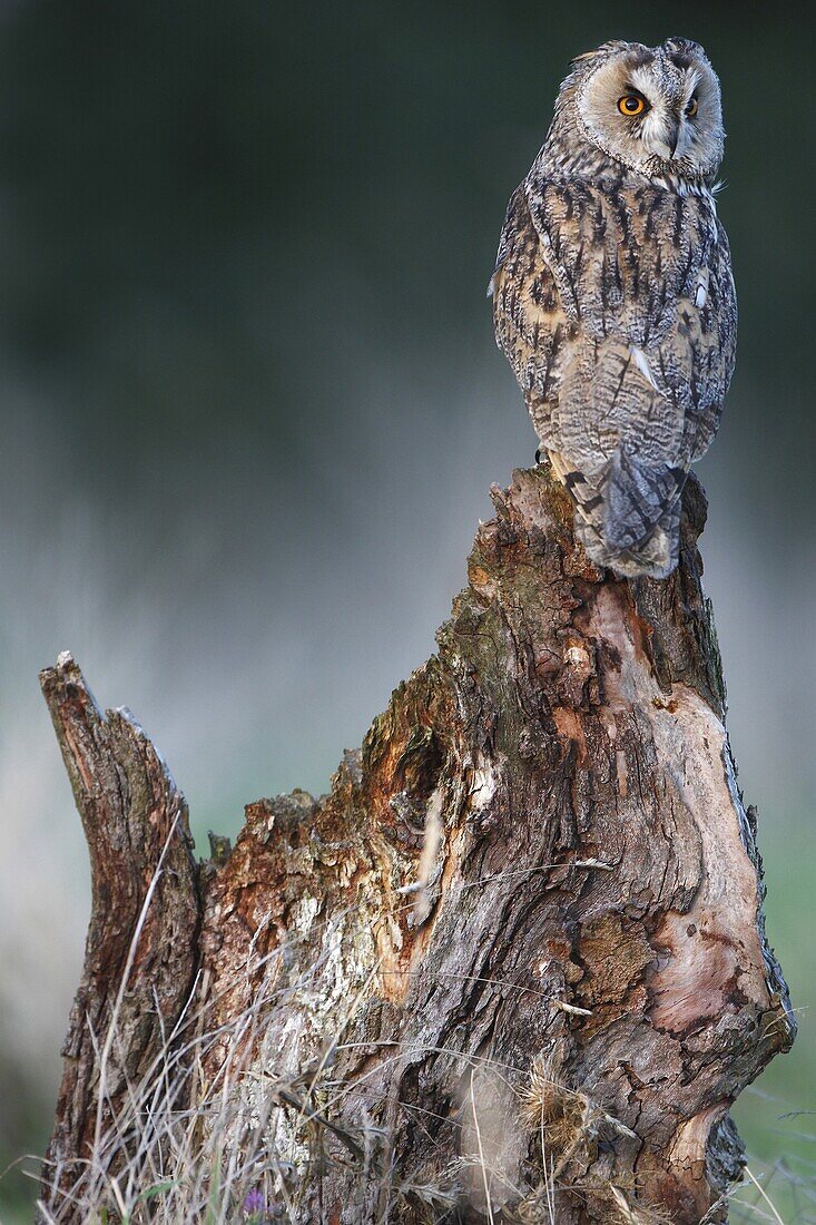 Long-eared Owl (Asio otus) on snag, Europe