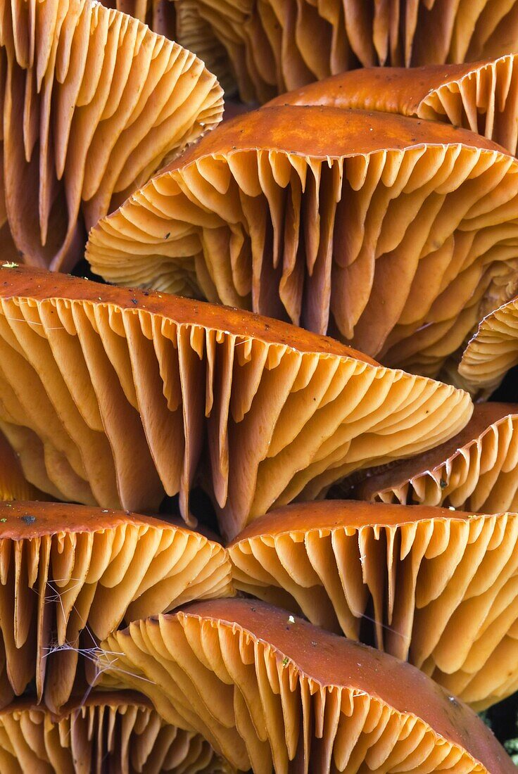 Velvet Shank Fungus (Flammulina velutipes) gills, De Heen, Netherlands