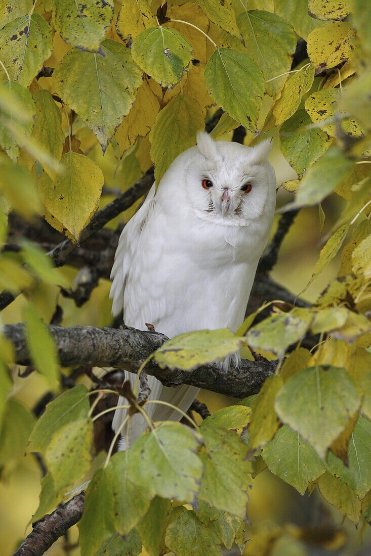 Long-eared Owl (Asio otus) albino, Netherlands