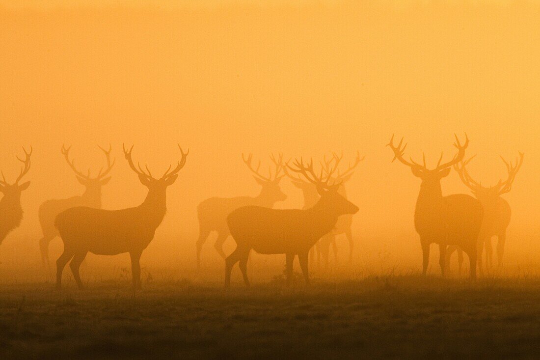 Red Deer (Cervus elaphus) stags on a foggy morning, Lelystad, Netherlands