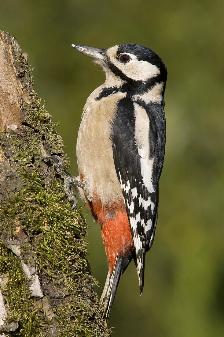 Great Spotted Woodpecker (Dendrocopos major) female, Dordrecht, Netherlands