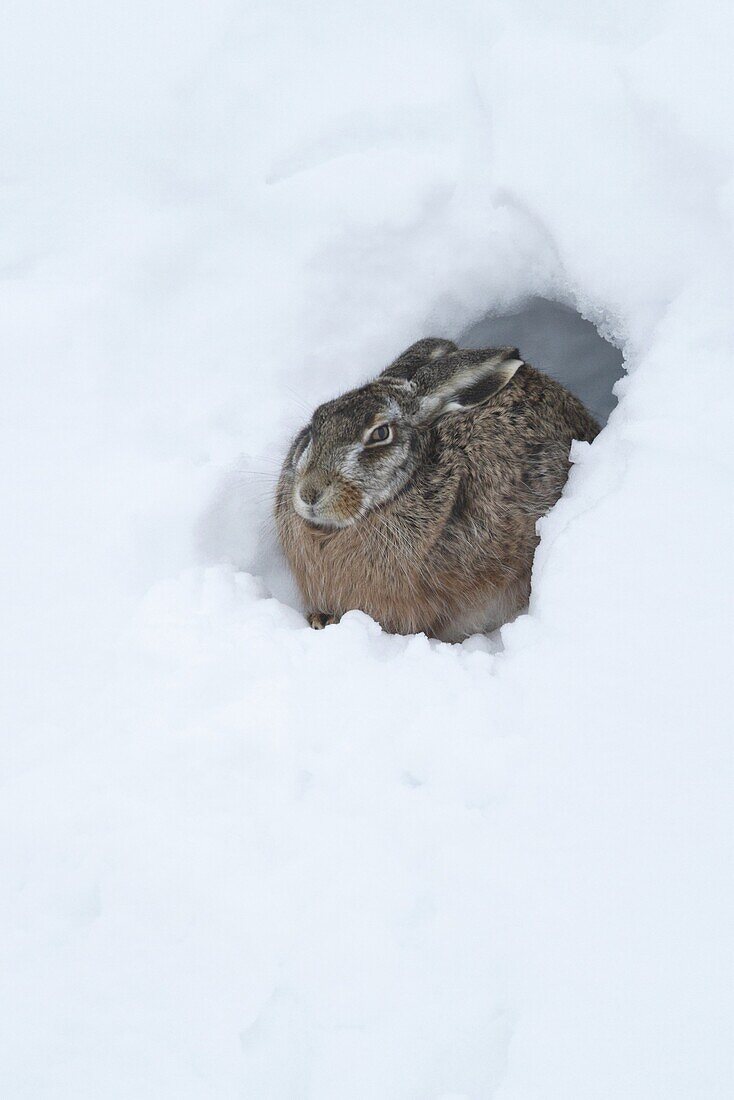 European Hare (Lepus europaeus) in snow at entrance of burrow, Groningen, Netherlands