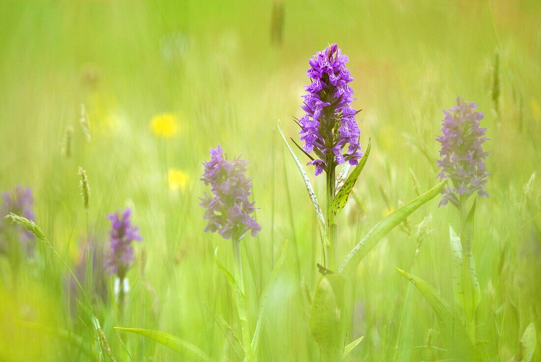 Broad-leaved Marsh Orchid (Dactylorhiza majalis), Ouddorp, Netherlands