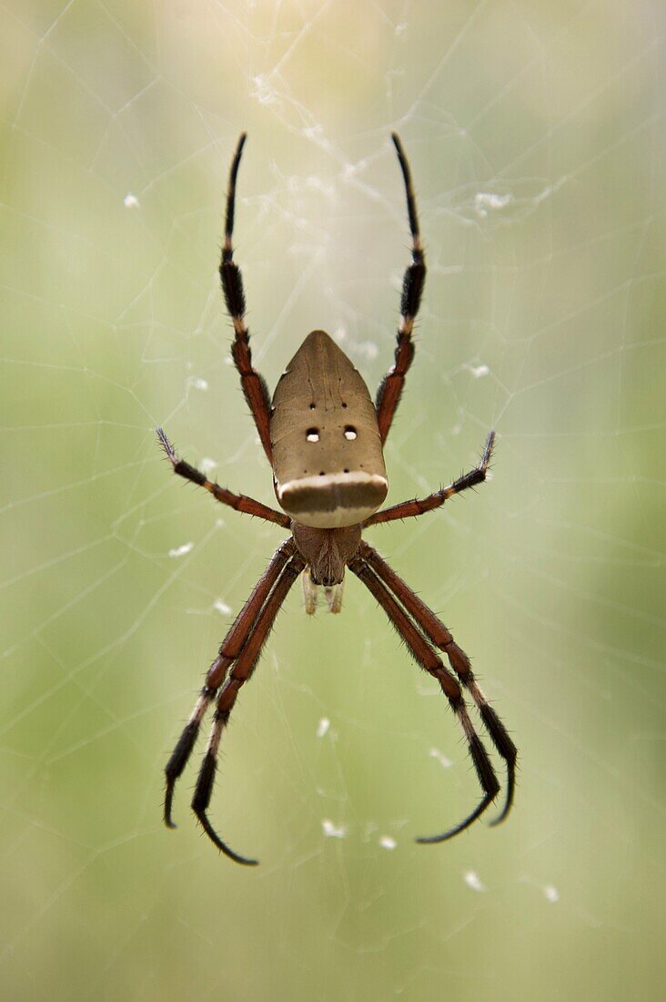 Big-jawed Spider (Nephila sp) on web, Zhangjiajie, China