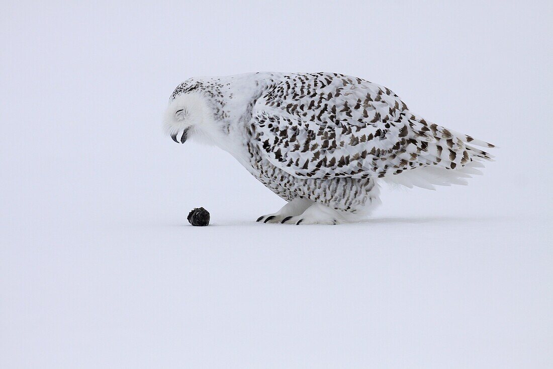 Snowy Owl (Nyctea scandiaca) coughing up pellet on snow, Canada