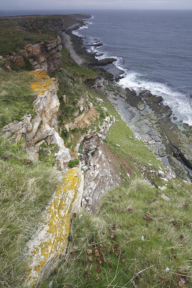 Cliffs above shoreline, Varanger, Norway