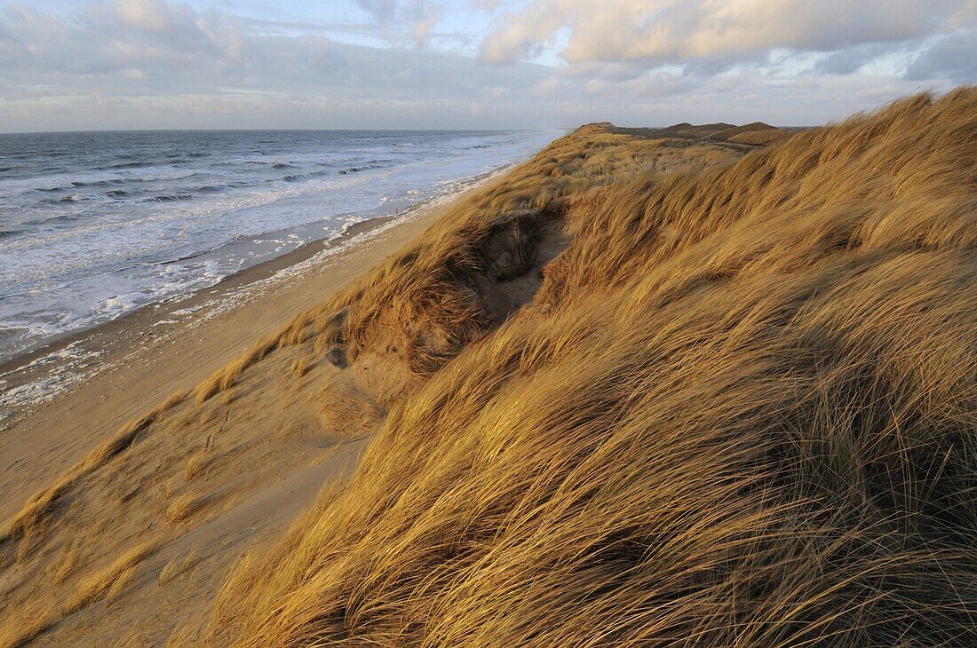 European Beachgrass (Ammophila arenaria) on shoreline, Wijk aan Zee, Netherlands