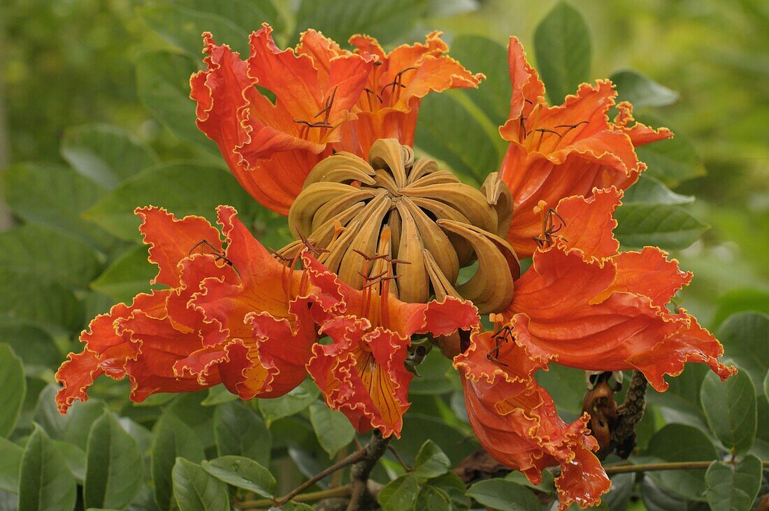 African Tulip Tree (Spathodea campanulata) flowers, Ubud, Indonesia