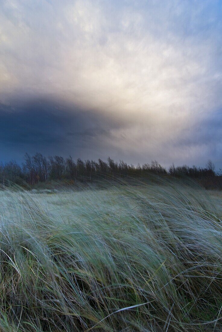 European Beachgrass (Ammophila arenaria) blowing in wind,  Netherlands