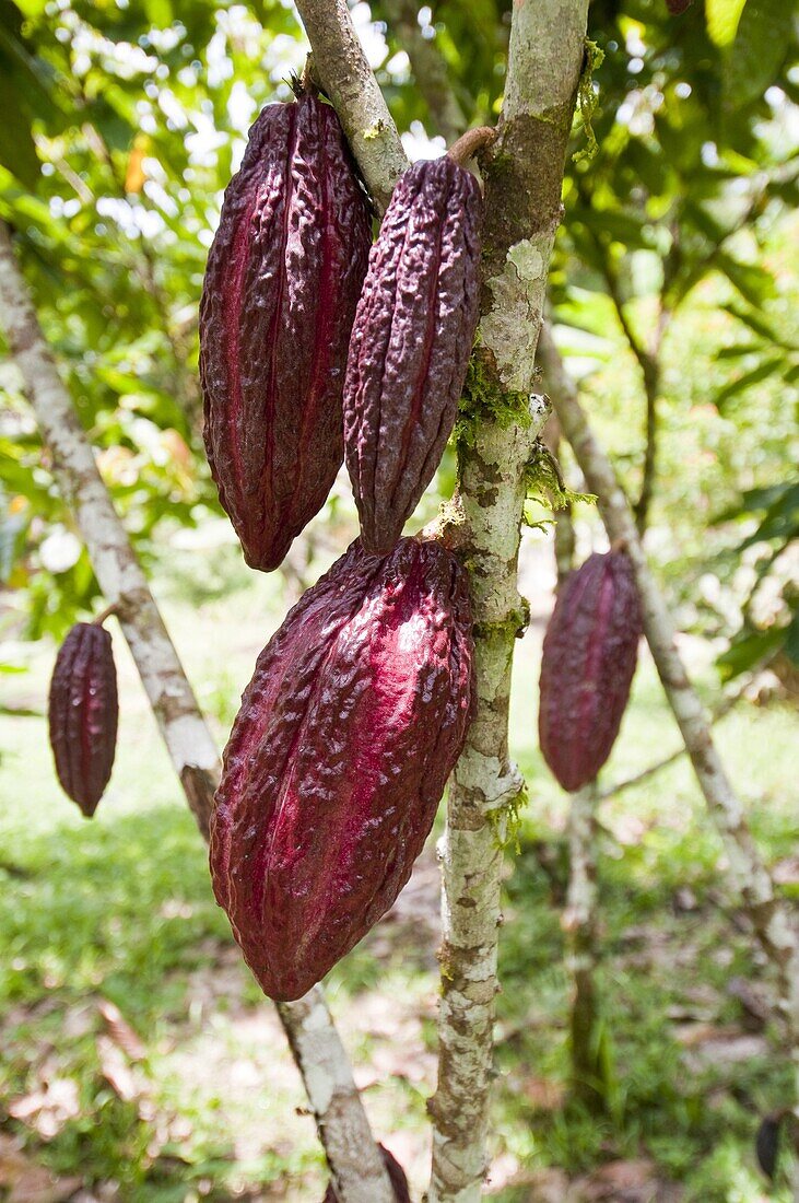 Cocoa (Theobroma cacao) fruit, Cuyabeno National Park, Ecuador
