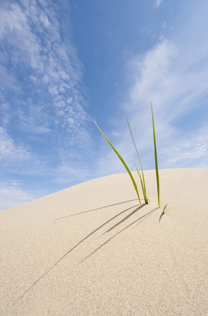 European Beachgrass (Ammophila arenaria), Kwade Hoek, Netherlands