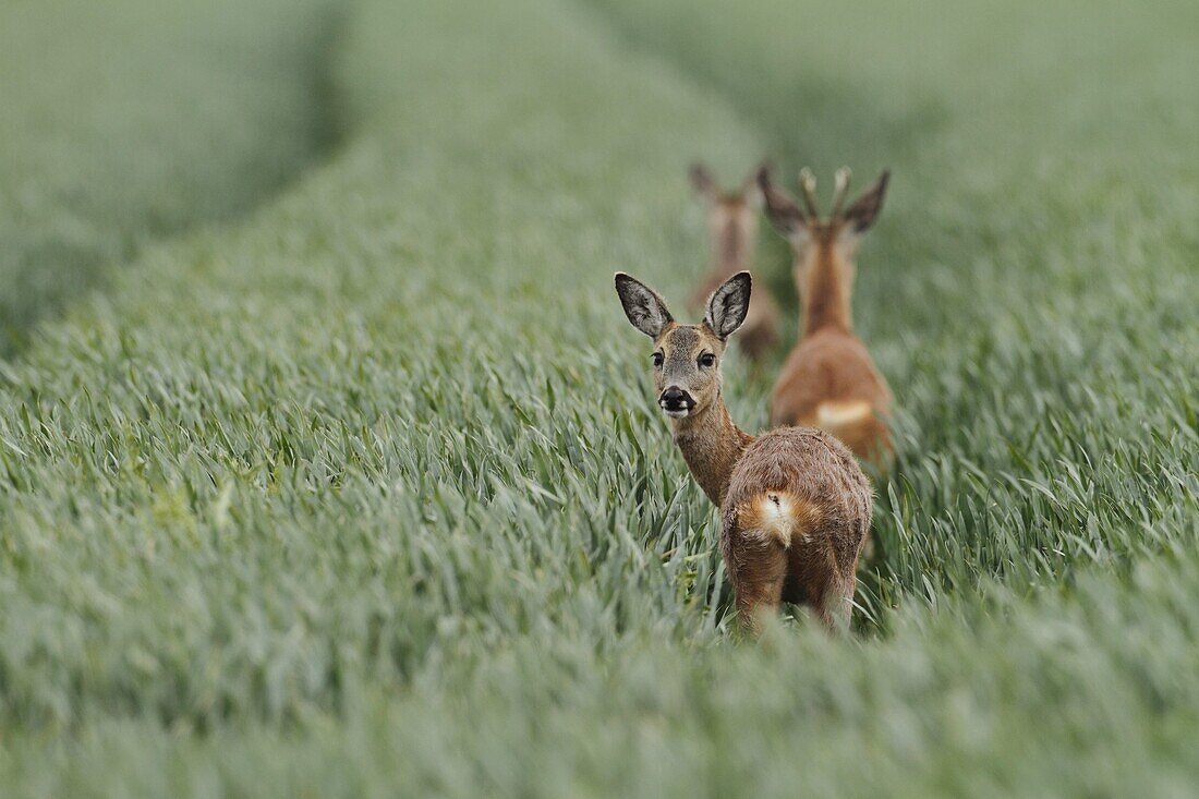 Western Roe Deer (Capreolus capreolus) trio in a wheat field, Netherlands