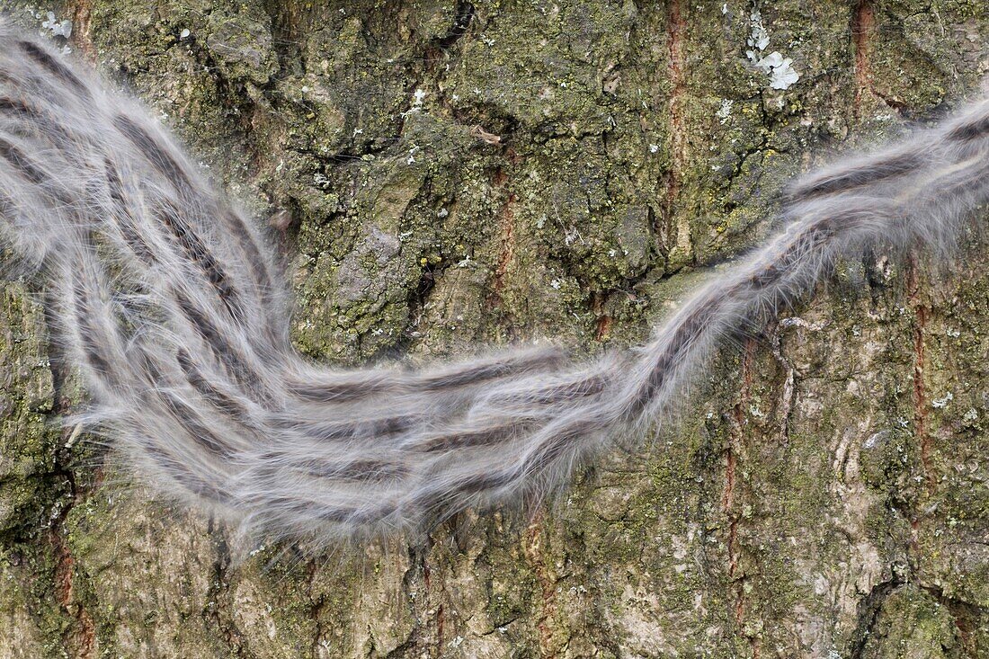Hairy caterpillars crawling over tree bark, Utrecht, Netherlands