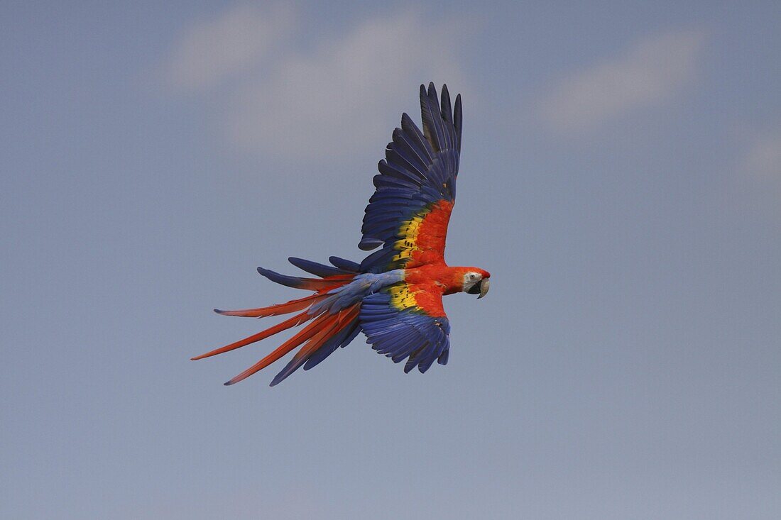 Scarlet Macaw (Ara macao) flying