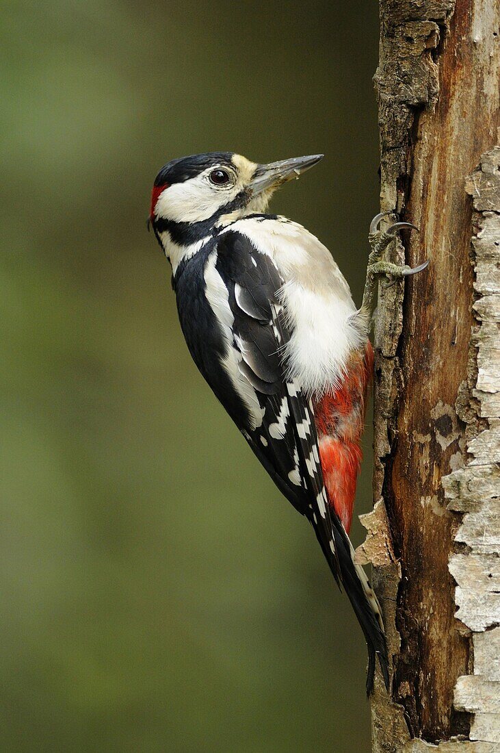 Great Spotted Woodpecker (Dendrocopos major) male, Veluwe, Netherlands