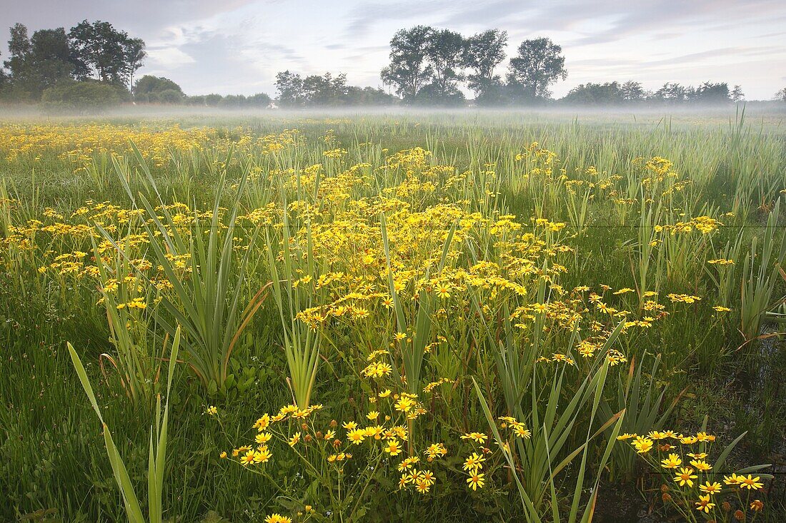 Marsh Ragwort (Senecio aquaticus) blooming in marshy field, Belgium