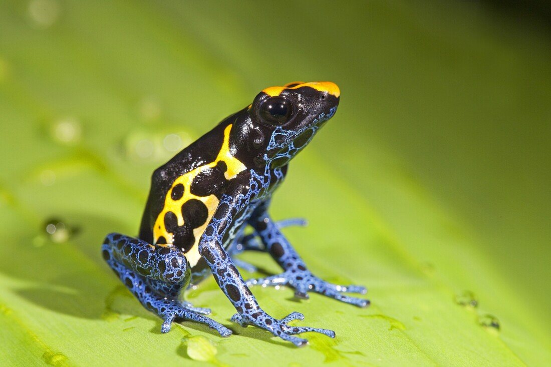 Dyeing Poison Frog (Dendrobates tinctorius), Kabalebo Resort, Surinam