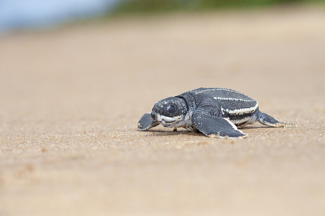 Leatherback Sea Turtle (Dermochelys coriacea) hatchling walking over beach to sea, Babunsanti Beach, Surinam