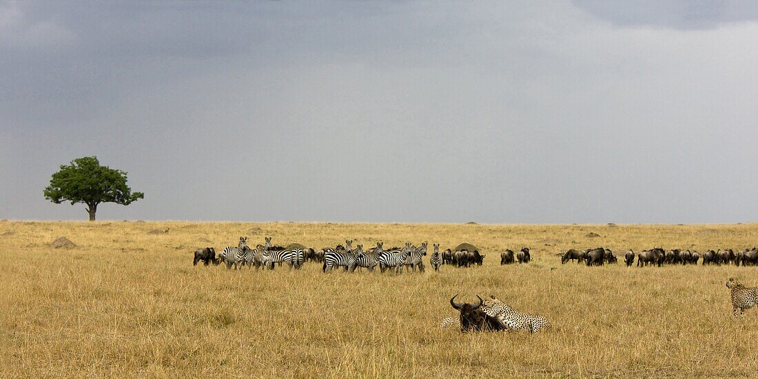 Cheetah (Acinonyx jubatus) group killing a Blue Wildebeest (Connochaetes taurinus), Masai Mara National Reserve, Kenya