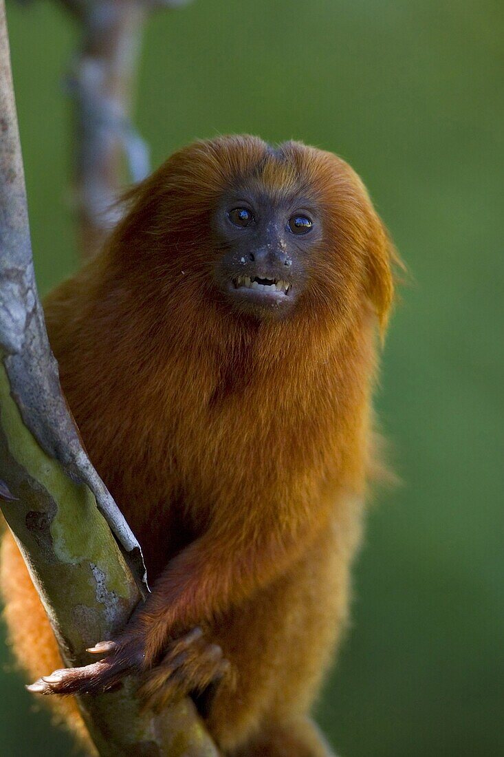 Golden Lion Tamarin (Leontopithecus rosalia), Brazil