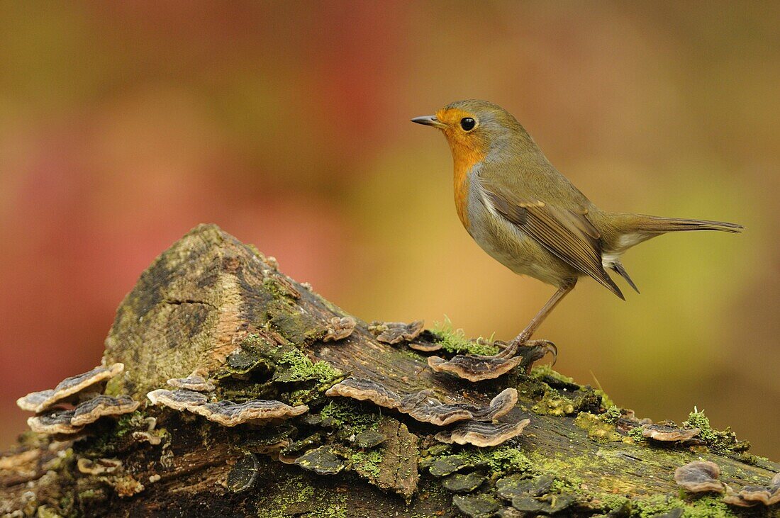 European Robin (Erithacus rubecula), Veluwe, Netherlands