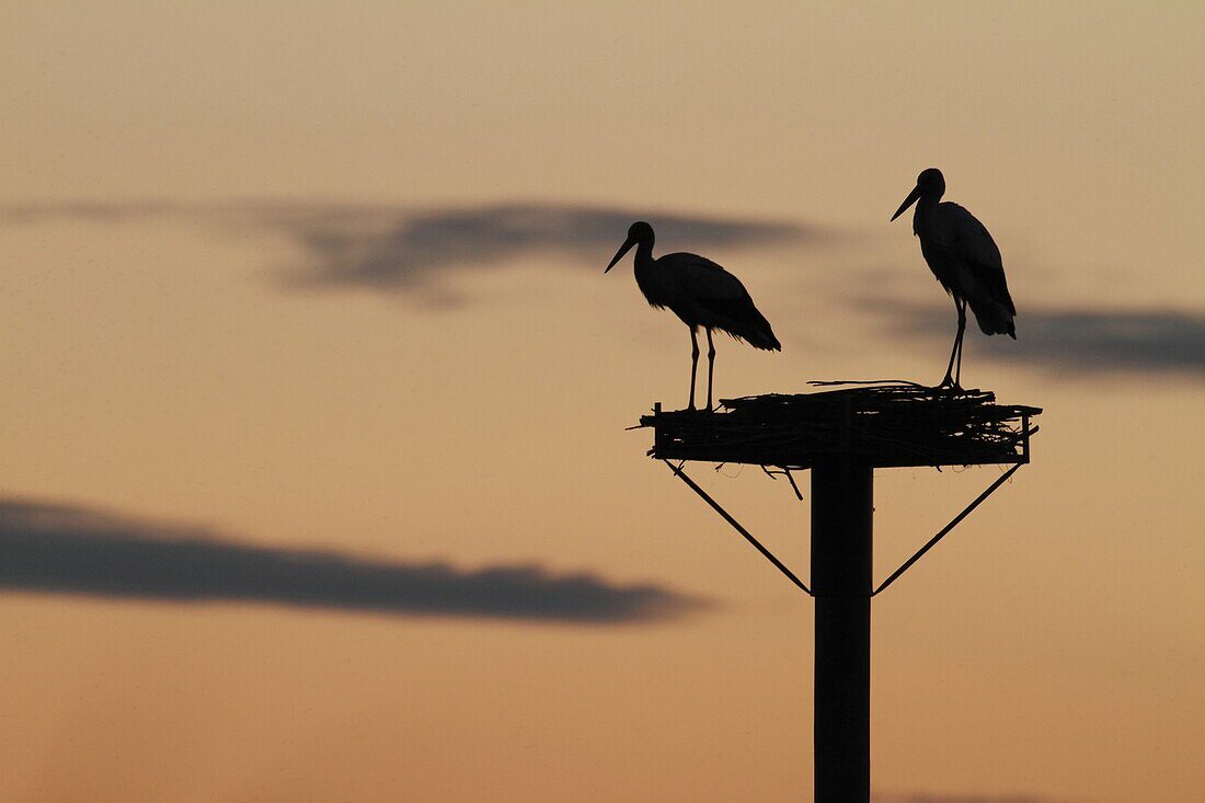White Stork (Ciconia ciconia) pair at artificial nest platform, Camargue, France