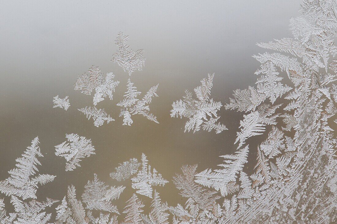 Frost on a window, Utrecht, Netherlands