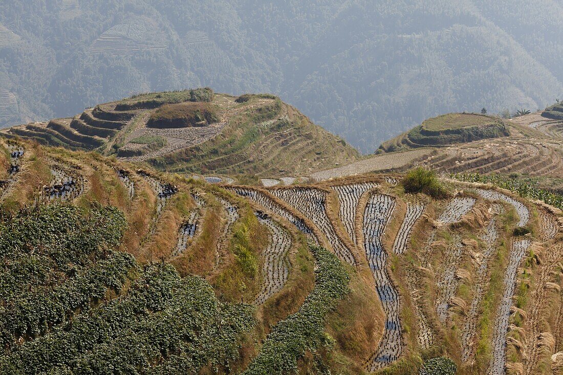 Rice paddies shortly after last harvest in autumn, Yangshuo County, China