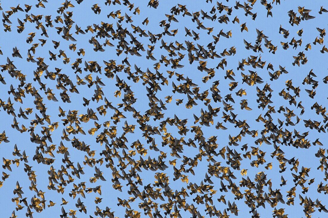 Common Starling (Sturnus vulgaris) huge flock, Florence, Italy