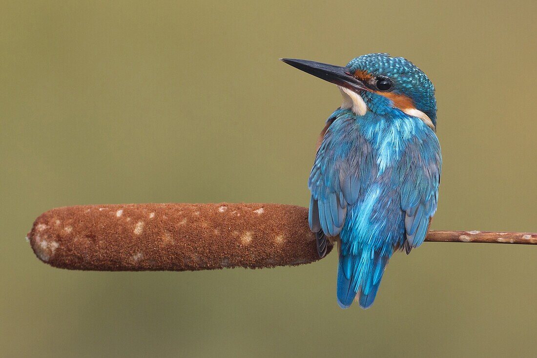Common Kingfisher (Alcedo atthis) male perching on Cattail, Florence, Italy