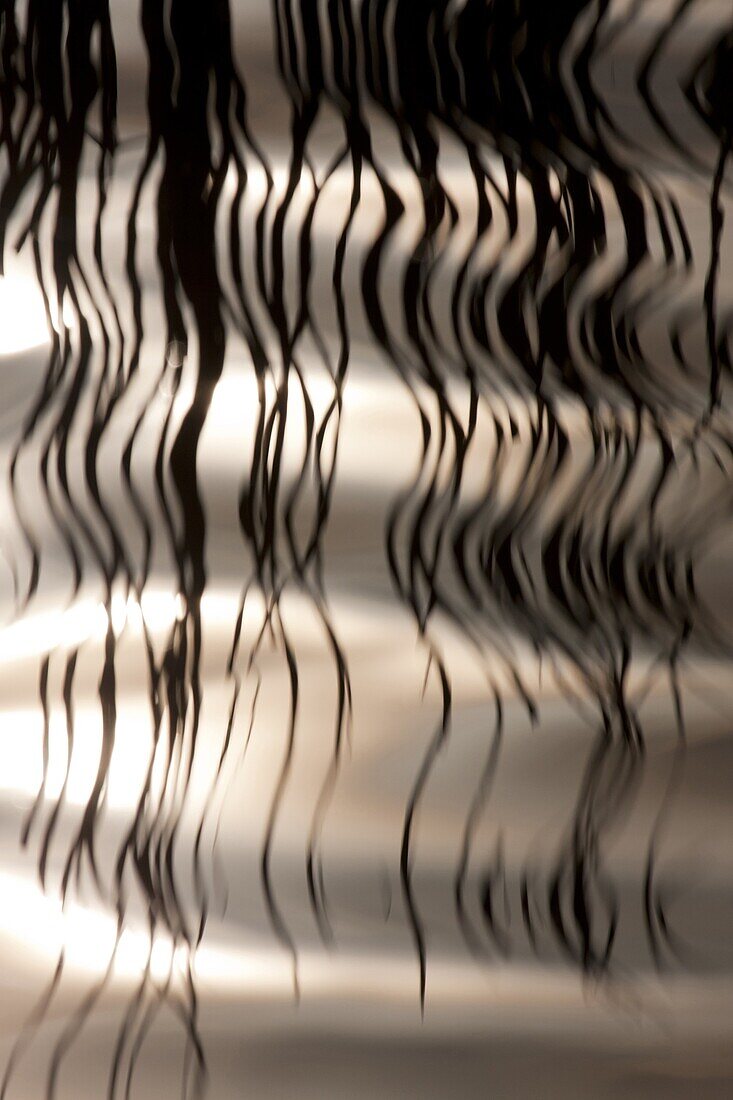 Reflections of rushes on rippled lake, Heythuysen, Netherlands