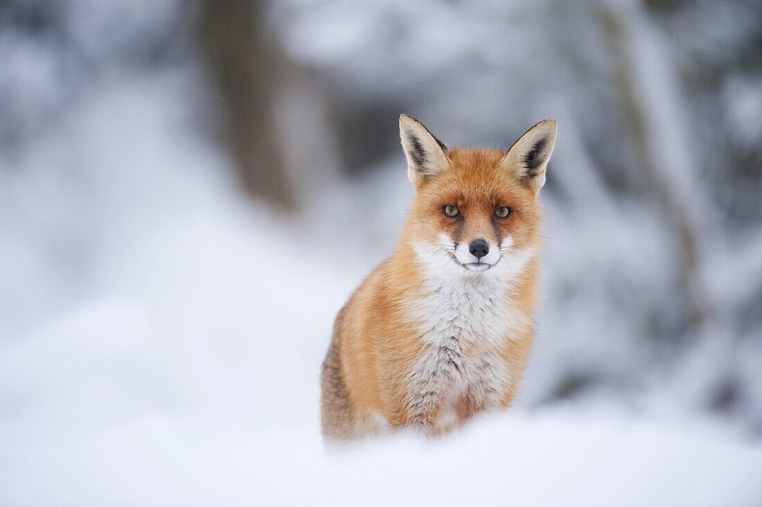 Red Fox (Vulpes vulpes) in snow, Netherlands