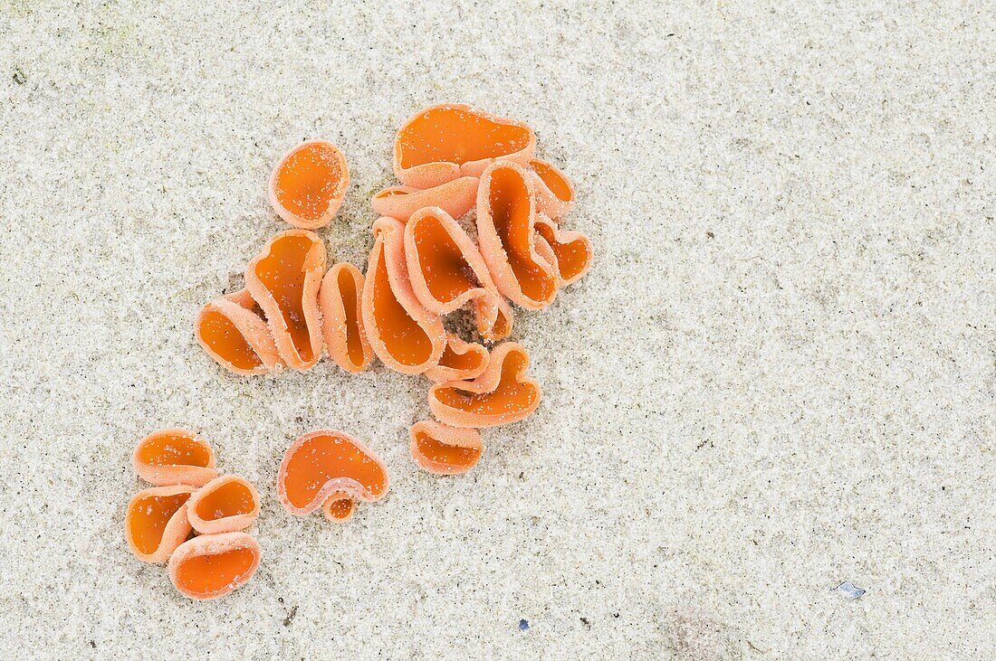 Orange Peel Mushroom (Aleuria aurantia) fruiting from sand, Vlieland, Netherlands