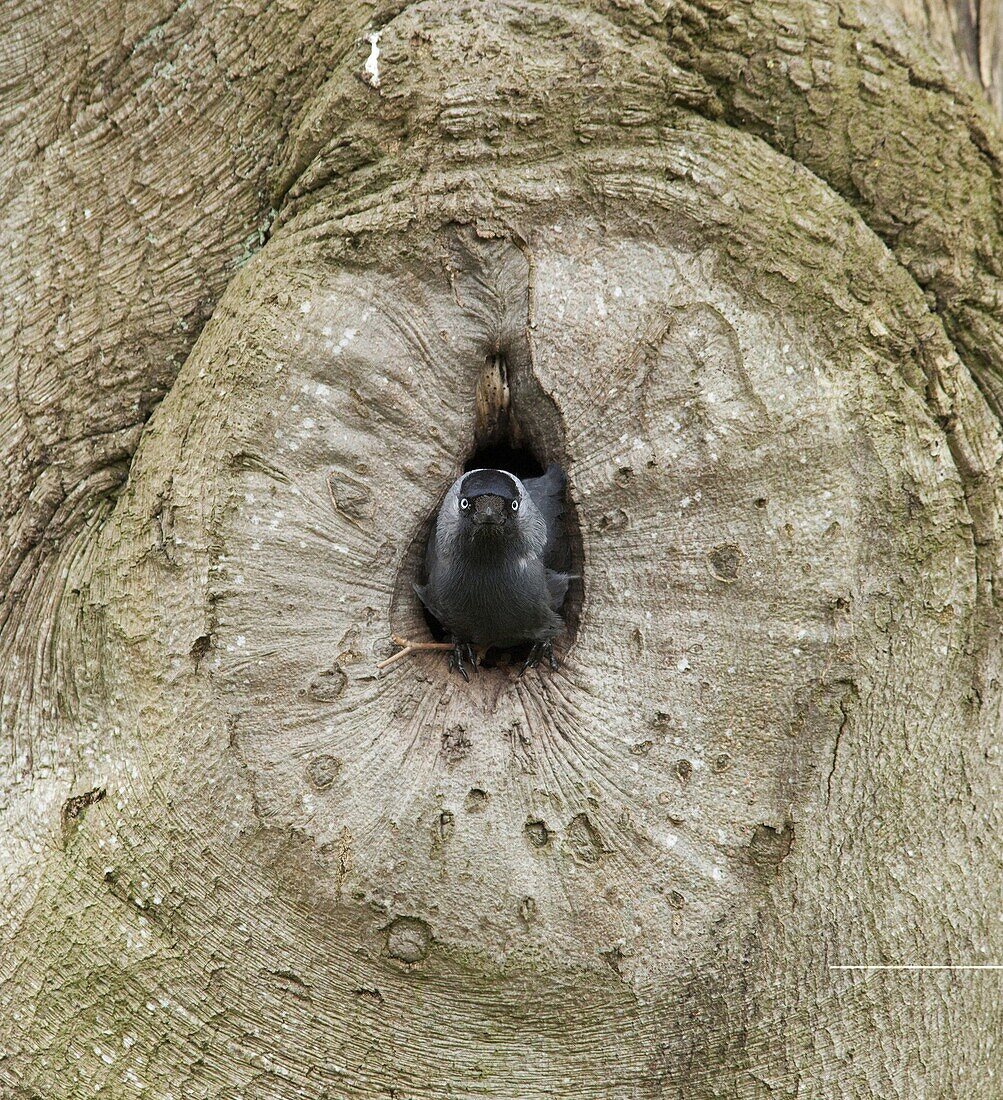 Eurasian Jackdaw (Corvus monedula) leaving its nest, Twello, Netherlands