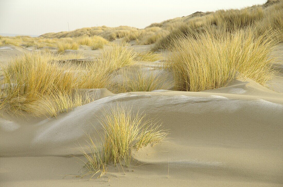 European Beachgrass (Ammophila arenaria) planted as a windbreak, Oostkapelle, Netherlands