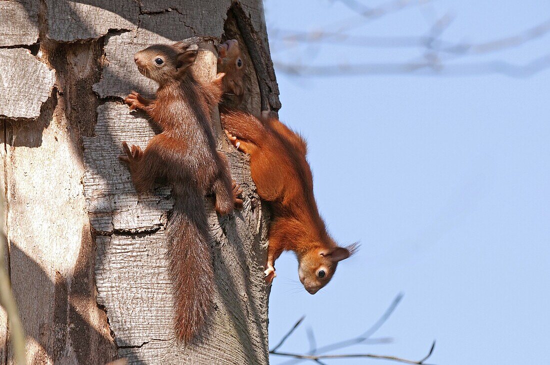 Eurasian Red Squirrel (Sciurus vulgaris) young leaving the nest, Europe