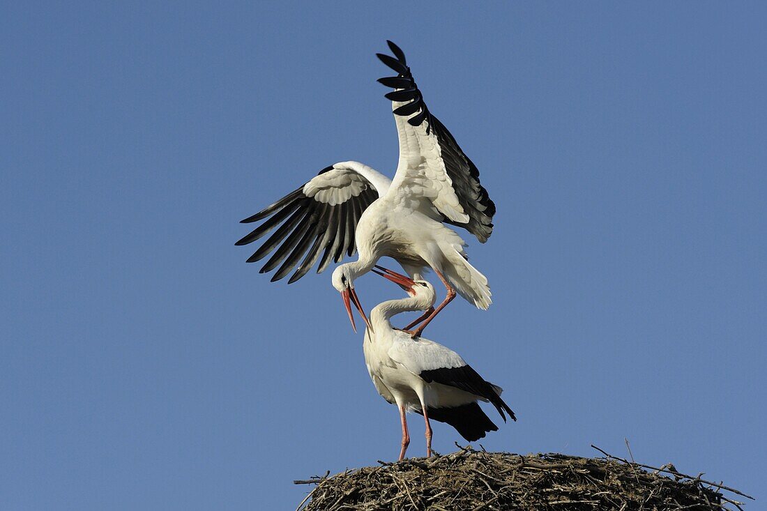 White Stork (Ciconia ciconia) pair mating, Lelystad, Netherlands