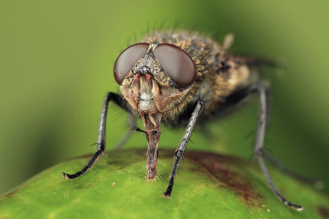 Blue Bottle Fly (Calliphoridae) showing compound eyes, Europe
