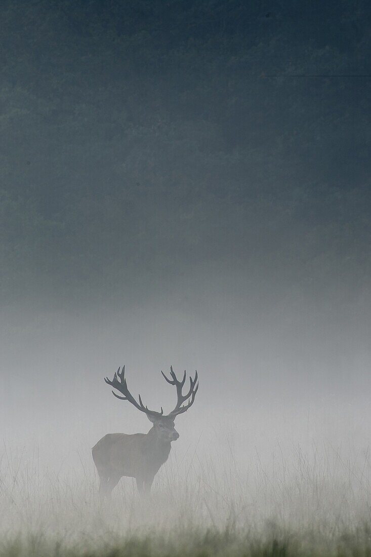 Red Deer (Cervus elaphus) stag in mist, Denemarken, Denmark