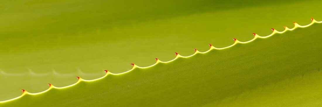 Red teeth along edge of a green Agave leaf, Funchal, Portugal