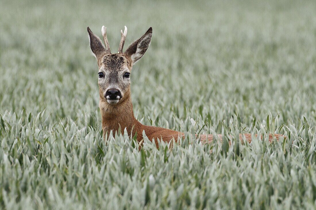 Western Roe Deer (Capreolus capreolus) buck looking over top of grass field, Groningen, Netherlands