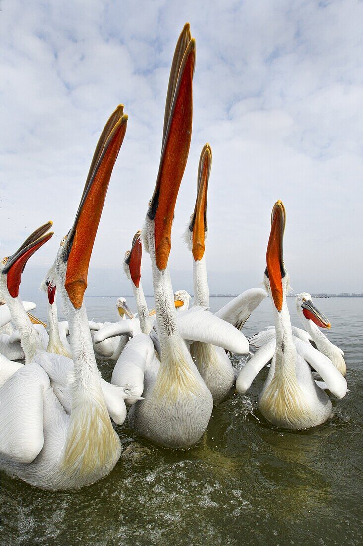 Dalmatian Pelican (Pelecanus crispus) begging for fish from a fisherman, Lake Kerkini, Greece