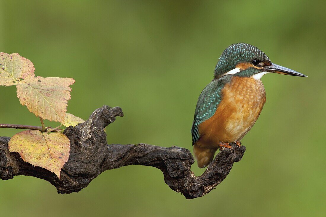 Common Kingfisher (Alcedo atthis), Dordrecht, Netherlands