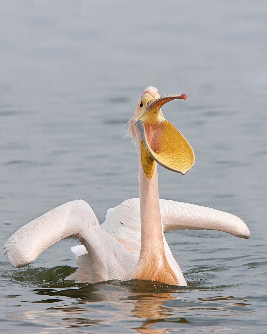 Great White Pelican (Pelecanus onocrotalus) with open mouth, Lake Kerkini, Greece