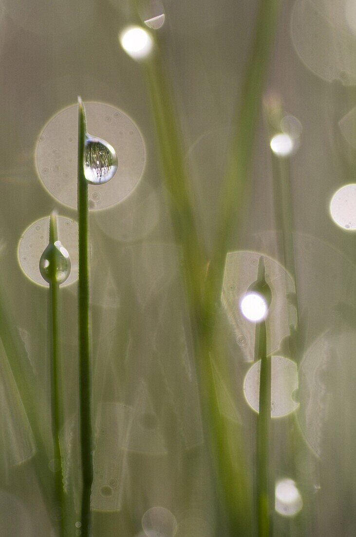 Dewdrops on blades of grass, Groesbeek, Netherlands
