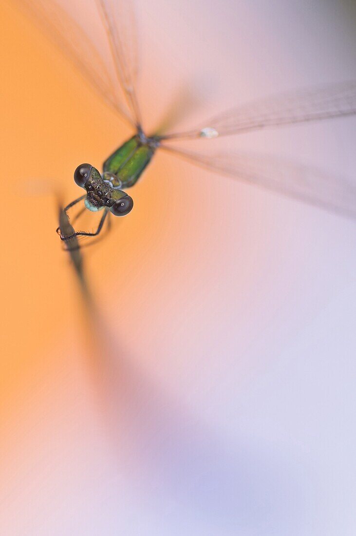 Spreadwing (Lestidae) dragonfly, Nijmegen, Netherlands