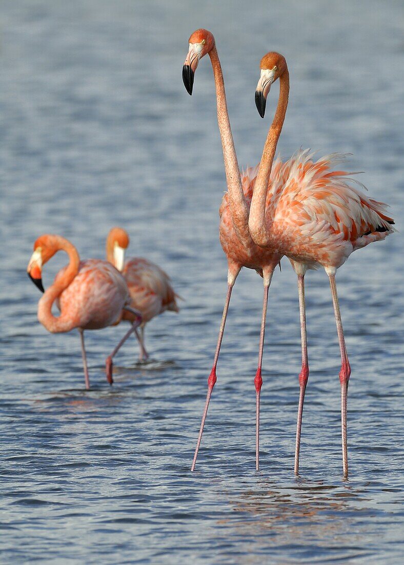 Greater Flamingo (Phoenicopterus ruber), Curacao, Dutch Antilles